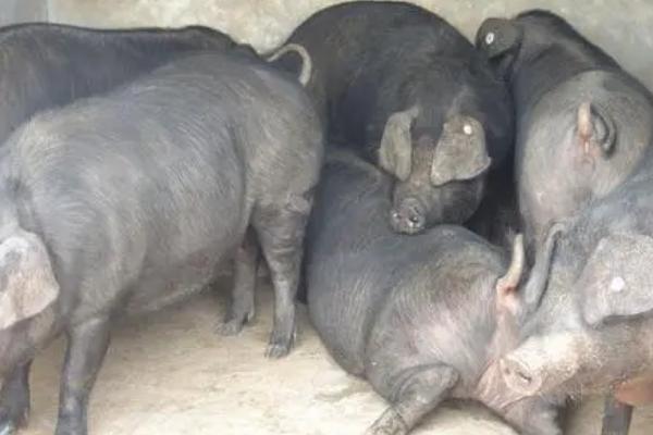 养猪喂什么饲料长得快