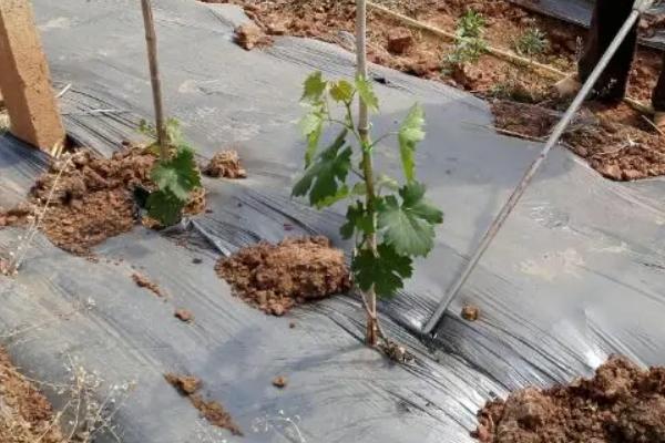 尿素兑水灌根怎样比例,有什么作用