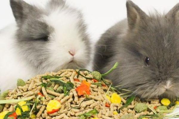 兔饲料有哪些