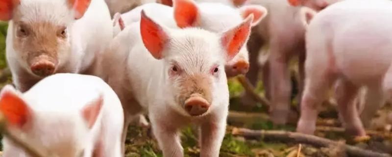 小猪从出生到出栏需要多少饲料