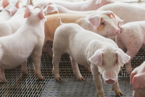 小猪从出生到出栏需要多少饲料