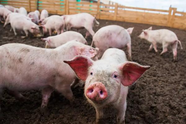 小猪从出生到出栏需要多少饲料