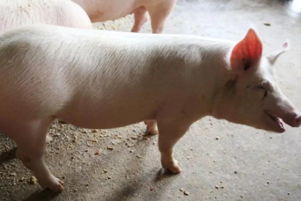 小猪从出生到出栏需要多少饲料