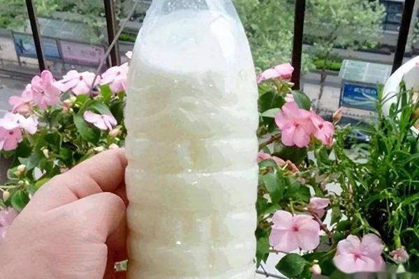 牛奶浇花好不好