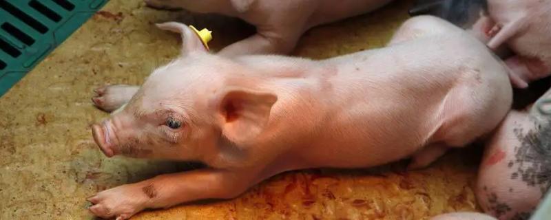小猪什么阶段吃什么饲料