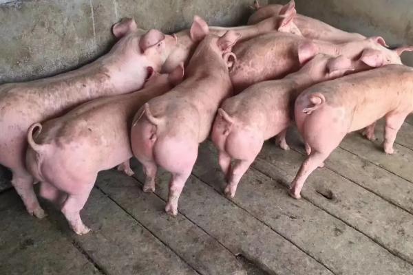 小猪什么阶段吃什么饲料