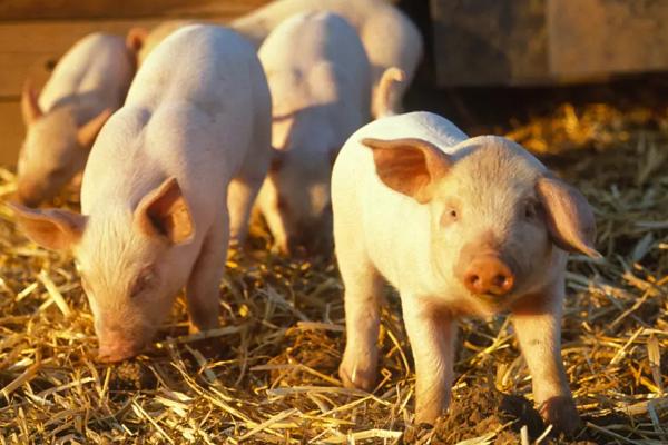 小猪什么阶段吃什么饲料