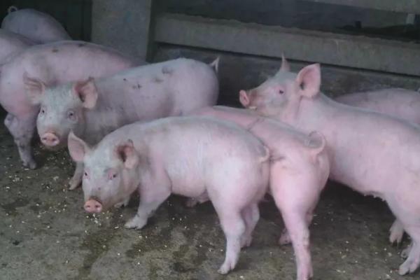 小猪什么阶段吃什么饲料