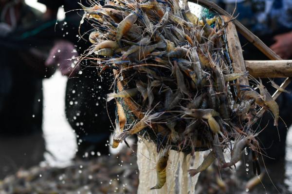 黄鳝吃什么饲料