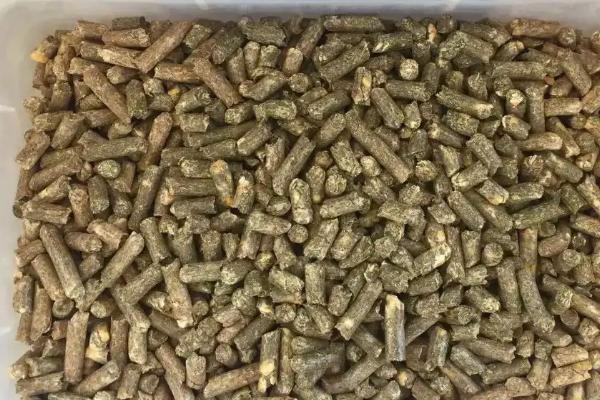 育肥牛喂什么饲料