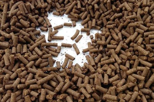 育肥牛喂什么饲料