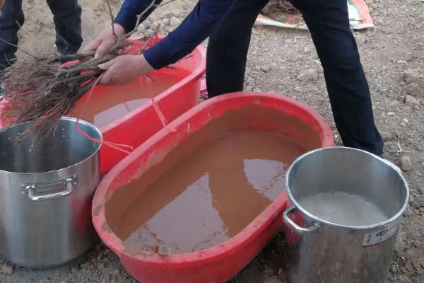 磷酸二氢钾怎么浇花