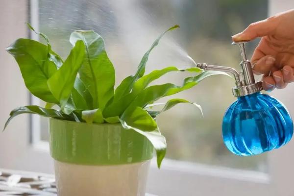 磷酸二氢钾怎么浇花