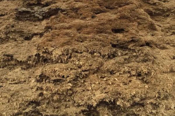 育肥牛喂什么饲料