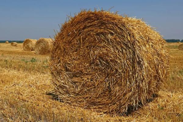 育肥牛喂什么饲料