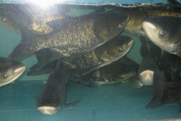 大头鱼饲料配方