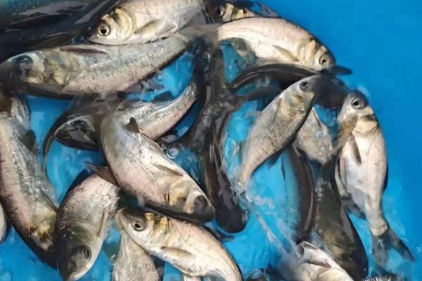 大头鱼饲料配方