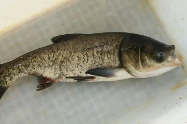 大头鱼饲料配方