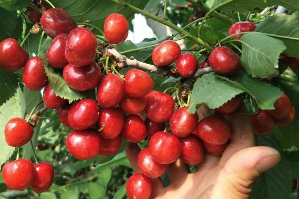 汶川车厘子上市时间