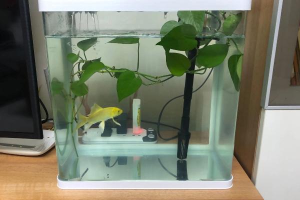 食用油可以浇花吗