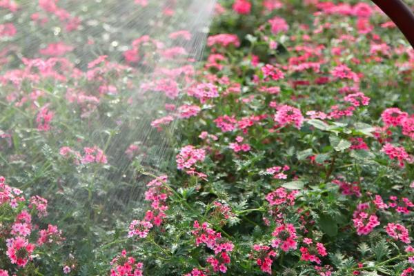 用尿浇花好不好