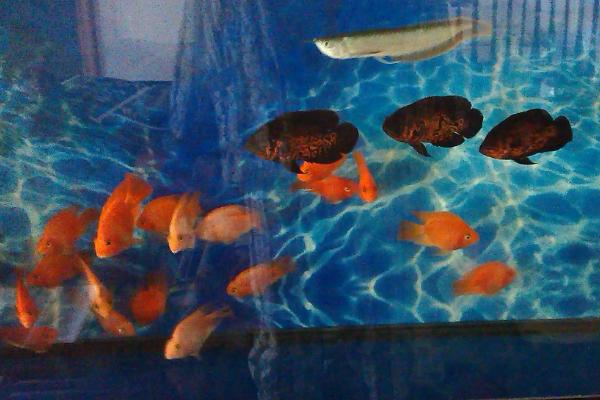 酸奶浇花好不好