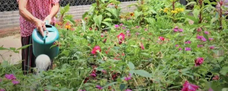 浇花水碱性大怎么办