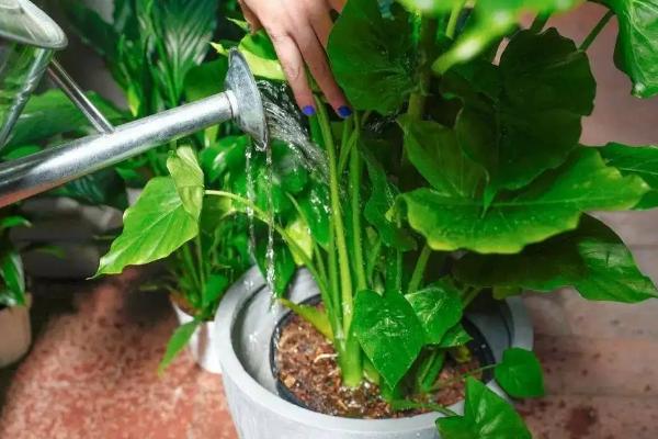 浇花水碱性大怎么办