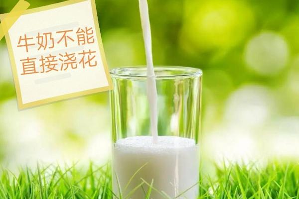 坏牛奶能浇花吗