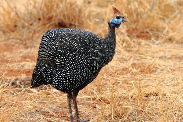 珍珠鸡下蛋率高吗