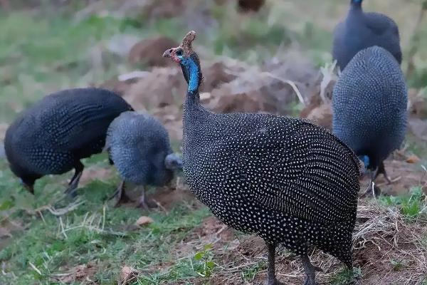 珍珠鸡下蛋率高吗