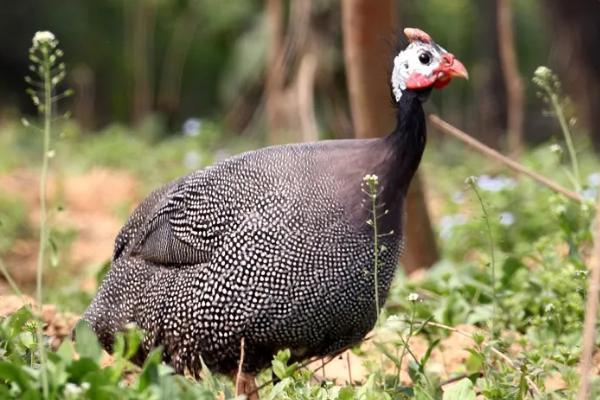 珍珠鸡下蛋率高吗