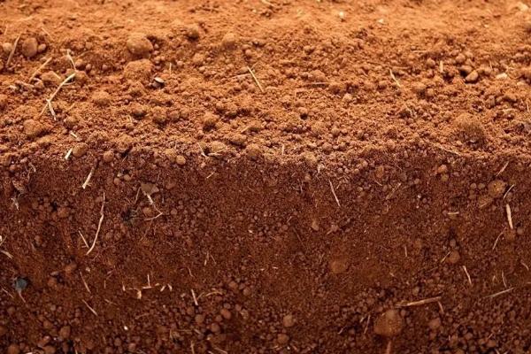 荷兰七土豆品种介绍