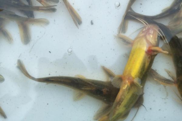 黄骨鱼和黄辣丁一样吗