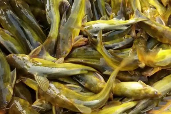 黄骨鱼和黄辣丁一样吗