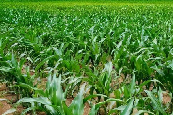 玉米大豆套种技术