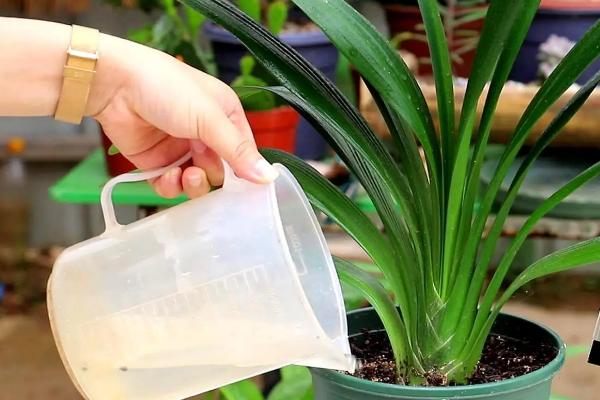 白酒能浇花用吗