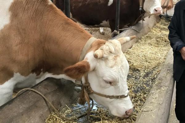 一头牛一年需要多少青贮饲料