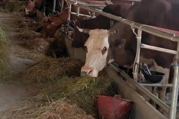 一头牛一年需要多少青贮饲料