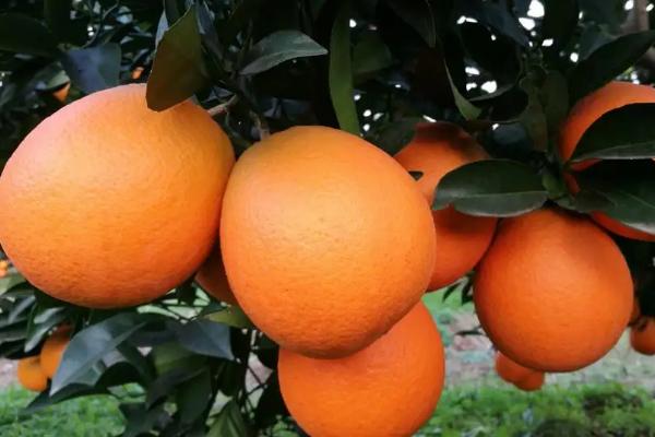 广西橘子有哪些品种