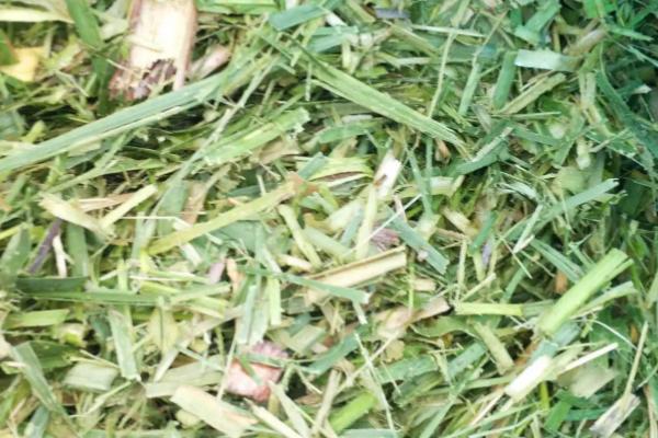 什么是青贮饲料