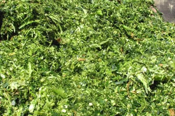 什么是青贮饲料