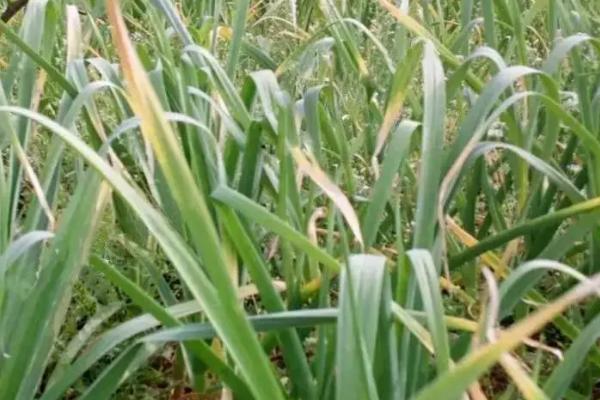 大蒜病害防治技术