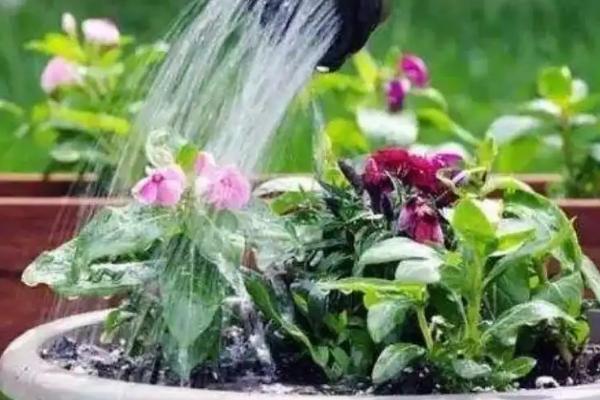 磷肥泡水可以浇花吗