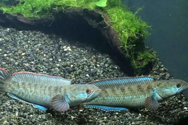 雷龙鱼吃什么饲料