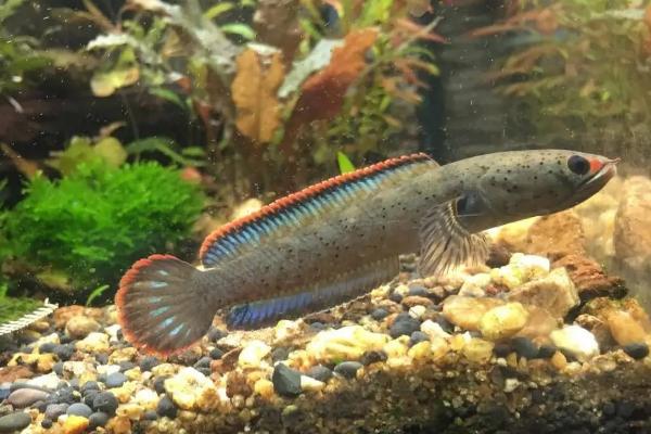 雷龙鱼吃什么饲料