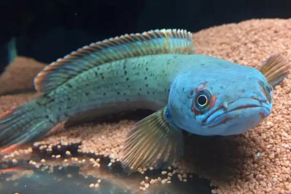 雷龙鱼吃什么饲料