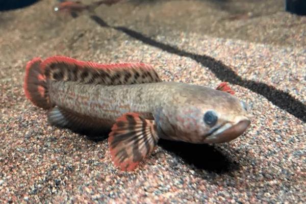 雷龙鱼吃什么饲料