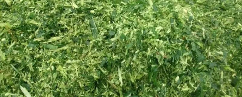 养猪可以用青储饲料吗