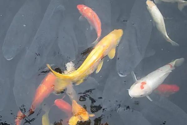 锦鲤喂什么饲料